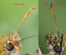 Différencier T. lineola et T. sylvestris: comparer les massues antennaires.