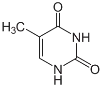 Thymine