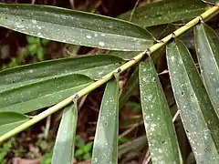 Insertion des feuilles sur la tiges (feuilles alternes distiques).