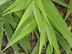 Limbes foliaires et panicules émergentes.