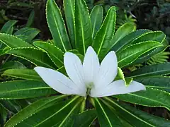 Tiare 'apetahi, fleur endémique de l'île