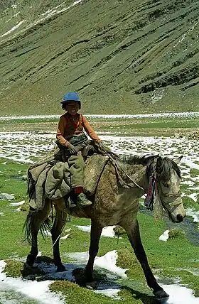 Poney tibétain monté par un enfant