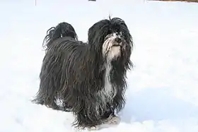 Terrier du tibet, particolore Noir&Blanc