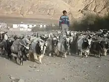 Troupeau de chèvres tibétaines.