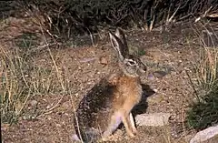 Description de l'image Tibetan Hare - on the banks of the Mansarovar (6115450099).jpg.