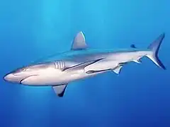 Carcharhinus amblyrhynchos, un chondrichthyen