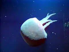 Une méduse d'eaux profondes (Tiburonia granrojo) cette espèce de Scyphoméduse a été découverte en 1993 en Californie par 1 500 mètres de fond. Elle se caractérise par une couleur rougeâtre et des bras buccaux d'un nombre variant de 4 à 7.