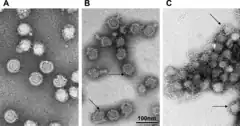 Description de l'image Tick-Borne Encephalitis Virus.png.