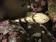 Photo d'un poisson à grosse tête entre des rochers.