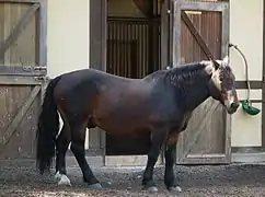 Dans un paddock devant un boxe, un cheval bai-brun se tient de profil.