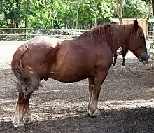 Cheval roux vu de profil droit