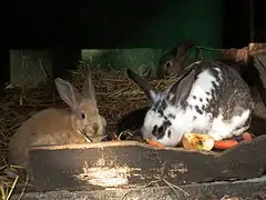 famille de lapins de couleur variée élevés en en clapier