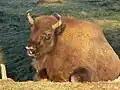 le Bison d'Europe, autre espèce qui a failli disparaître en Europe.