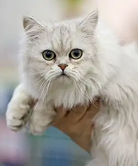 Portrait d'un chat blanc ombré de gris à poil long