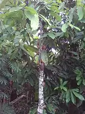 Cabosses de cacao sur une tige en saison pluvieuse.