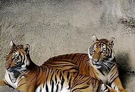 Tigres d'Indochine.