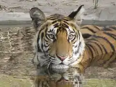 Jeune tigre au bain.