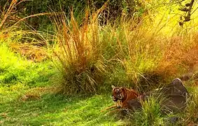 Tigre dans le Parc national de Ranthambore, un des plus visités d'Inde du Nord.