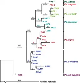 Arbre phylogénétique des tigres, montrant la grande parenté du tigre de la Caspienne (P. t. virgata) et du tigre de Sibérie (P. t. altaica), relativement aux grandes distances séparant les autres sous-espèces et populations de tigres.