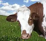 photo couleur d'une tête de vache blanche à taches rouges dur les yeux, le nez et le cou. Elle ne porte pas de cornes et son front a des poils bouclés.