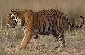 Panthera tigris, un Carnivora