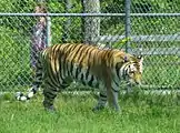 Tigre  ( Panthera tigris)