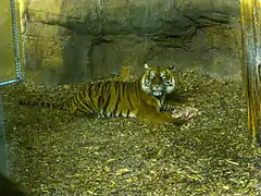 Un des tigres du zoo de Rotterdam