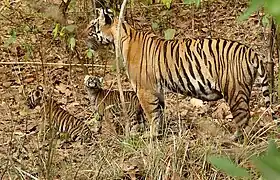 Une tigresse et ses petits dans la réserve de Kanha.