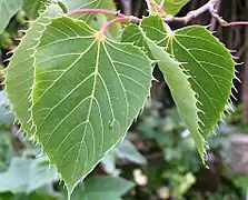 Feuilles ciliées « comme une plante carnivore » (en juin).