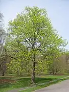 Tilleul d'Amérique, Tilia americana.