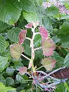 Couleur de transition des jeunes feuilles.