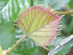 Feuille virant au vert pâle, bordure rouge.