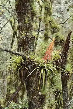 Description de l'image Tillandsia.calothyrsus.jpg.