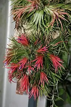 Description de l'image Tillandsia ionantha 2.jpg.