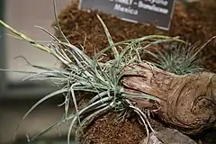 Description de l'image Tillandsia karwinskyana.jpg.