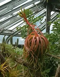 Description de l'image Tillandsia roland-gosselinii BotGardBln0712201C.jpg.