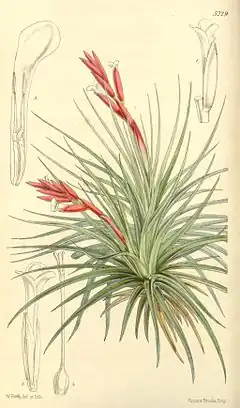 Tillandsia tenuifolia var. tenuifolia