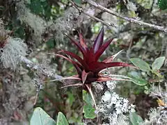 Description de l'image Tillandsia tovarensis.JPG.