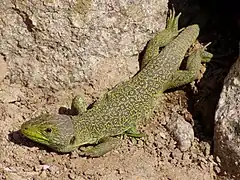 Lézards ocelé