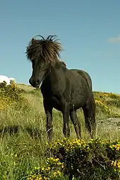 Photo de trois-quarts face d'un poney Dartmoor.