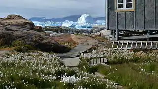 Photographie en couleurs d'herbacées aux fleurs blanches, une maison grise en bois sur la droite, un sentier évoluant au centre, les eaux d'un fjord parsemé d'icebergs au second plan.