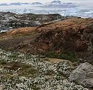Photographie en couleurs de plantes aux fleurs blanches au premier plan, une masse rocheuse ocre-rouge au second plan, les eaux d'un fjord parsemées d'icebergs en arrière-plan.