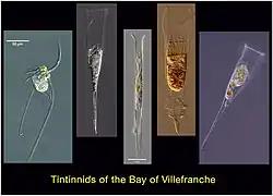 Tintinnides vivants de la baie de Villefranche-sur-Mer.