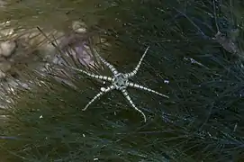 Spécimen observé dans son environnement à Singapour.