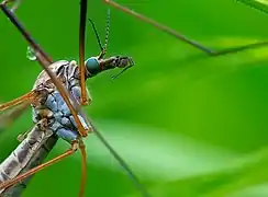 Tête de Tipulidae : "museau" avec les palpes vues de côté