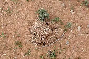 La présence de Tirmania nivea se traduit par des craquelures du sol (Boudnib, Maroc)