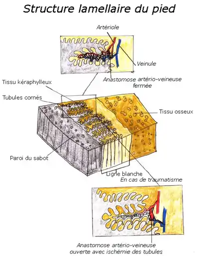 Schéma décrivant la structure lamellaire du pied : paroi, tissus kéraphylleux, jusqu'au tissu osseux, puis zoom sur une anastomose artério-veineuse.