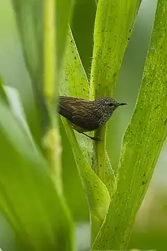 Description de l'image Tit Hylia near Kakum NP, Ghana 14 S4E1759 (16012759969).jpg.