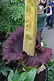 Record de taille pour l'Arum titan (Amorphophallus titanum)