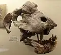 Crâne fossilisé d'un individu adulte.